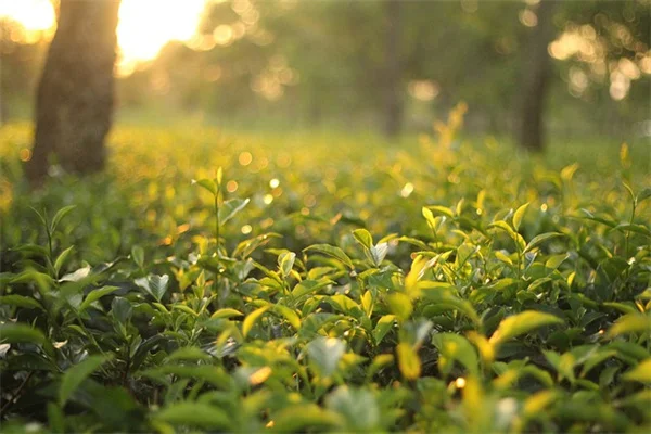 Microclimates in Your Garden: How to Spot and Use Them